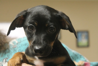 Chiweenie Dogs for adoption in Monroe, GA, USA