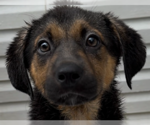 Mutt Dogs for adoption in Springfield, VA, USA