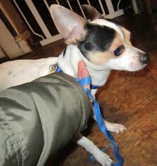 Rat Terrier Dogs for adoption in East Brunswick, NJ, USA