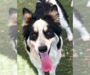Border-Aussie Dogs for adoption in Guthrie, OK, USA