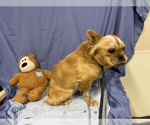 French Bulldog Dogs for adoption in Modesto, CA, USA
