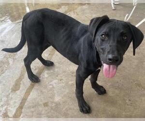Labrador Retriever Dogs for adoption in San Antonio, TX, USA