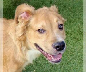 Golden Retriever Dogs for adoption in San Angelo, TX, USA