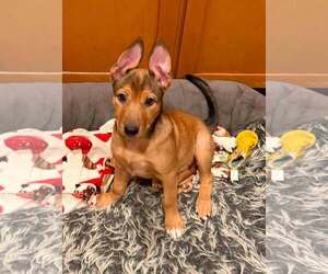 Mutt Dogs for adoption in Cave Creek, AZ, USA