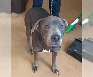American Staffordshire Terrier Dogs for adoption in Chula Vista, CA, USA