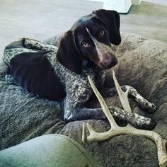 Small Coonhound-German Shorthaired Pointer Mix