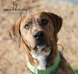 Plott Hound Dogs for adoption in Cheyenne, WY, USA