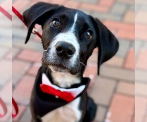 Great Dane-Unknown Mix Dogs for adoption in Canton, CT, USA