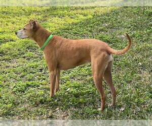 Mutt Dogs for adoption in Gainesville, FL, USA