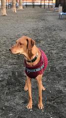 Small Vizsla Mix