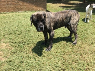 Mastiff Dogs for adoption in Norwood, GA, USA