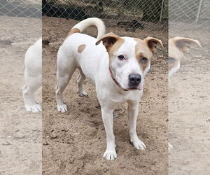 American Pit Bull Terrier-Great Pyrenees Mix Dogs for adoption in Melrose, FL, USA