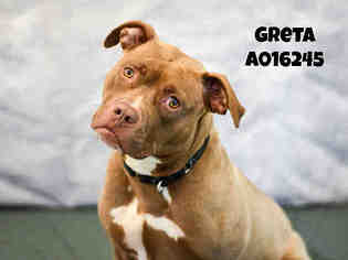 Staffordshire Bull Terrier Dogs for adoption in Center Township, PA, USA