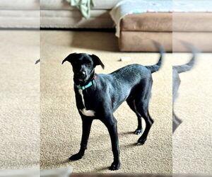 Labrador Retriever-Unknown Mix Dogs for adoption in New London, WI, USA