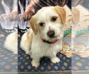Petit Basset Griffon Vendeen Dogs for adoption in Ellijay, GA, USA