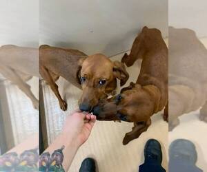 Redbone Coonhound Dogs for adoption in Saint Charles, MO, USA