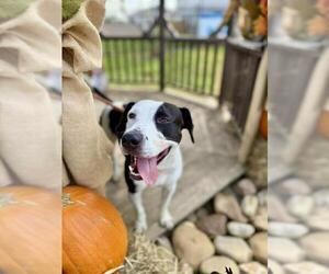 American Pit Bull Terrier-Unknown Mix Dogs for adoption in Louisville, KY, USA