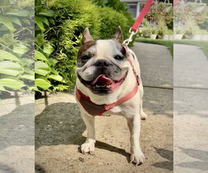 French Bulldog Dogs for adoption in Dumont, NJ, USA