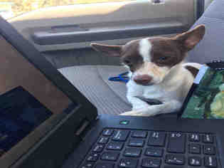 Chihuahua Dogs for adoption in Hanford, CA, USA
