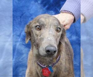 Greyhound Dogs for adoption in Mendota, IL, USA