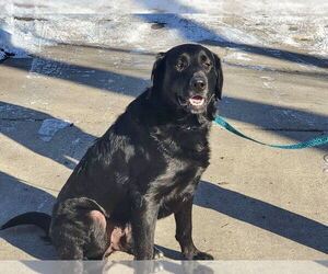 Labrador Retriever-Unknown Mix Dogs for adoption in Glen Haven, WI, USA
