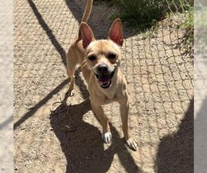 Chihuahua Dogs for adoption in Ojai, CA, USA