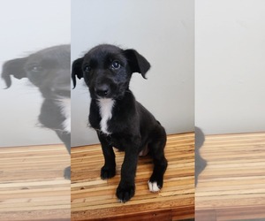 Labrador Retriever-Unknown Mix Dogs for adoption in SHERBURNE, NY, USA