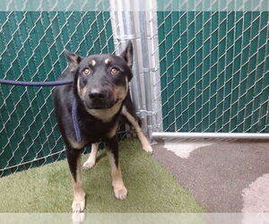 Siberian Husky-Unknown Mix Dogs for adoption in Downey, CA, USA