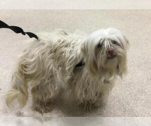 Maltese-Unknown Mix Dogs for adoption in Riverside, CA, USA