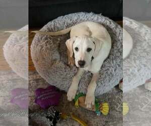 Mutt Dogs for adoption in New London, WI, USA