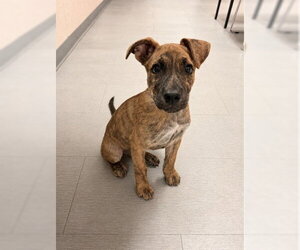 Mutt Dogs for adoption in San Bernardino, CA, USA