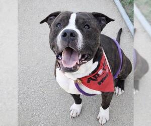 Mutt Dogs for adoption in Bakersfield, CA, USA