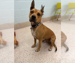 Staffordshire Bull Terrier Dogs for adoption in Brighton, CO, USA