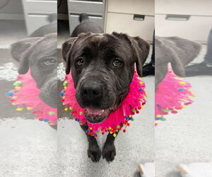 Mutt Dogs for adoption in Goodyear, AZ, USA