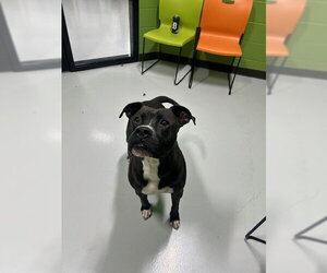 Mutt Dogs for adoption in Temple, TX, USA