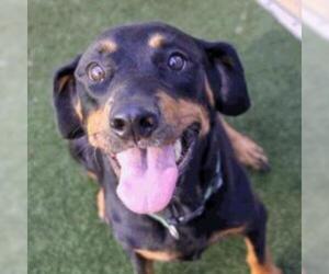 Rottweiler Dogs for adoption in Austin, TX, USA