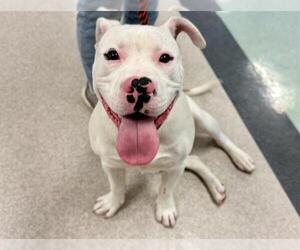 American Pit Bull Terrier Dogs for adoption in Santa Rosa, CA, USA