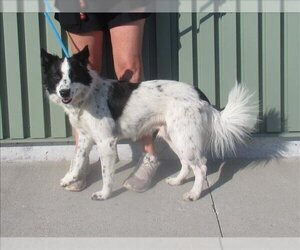 Border Collie Dogs for adoption in Louisville, KY, USA