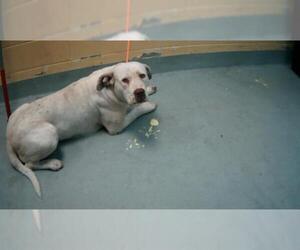 Mutt Dogs for adoption in Tulsa, OK, USA