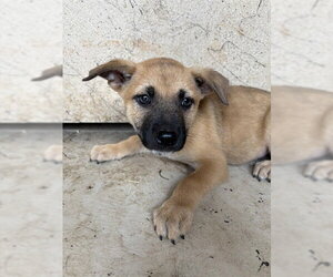 Black Mouth Cur-Unknown Mix Dogs for adoption in Oklahoma City, OK, USA