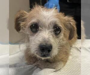 Cairn Terrier-Unknown Mix Dogs for adoption in Redlands, CA, USA