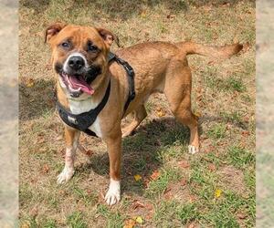 German Shepherd Dog-Mastiff Mix Dogs for adoption in Akron, OH, USA