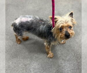 Mutt Dogs for adoption in Forestville, MD, USA