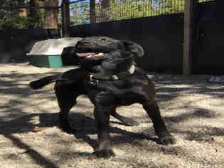 Borador Dogs for adoption in Frisco, CO, USA