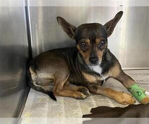 Chihuahua-Unknown Mix Dogs for adoption in San Antonio, TX, USA