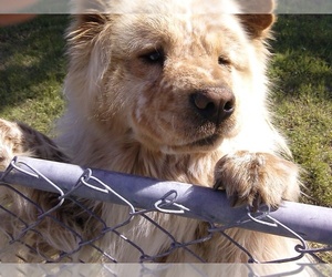 Chow Chow Dogs for adoption in Amarillo, TX, USA