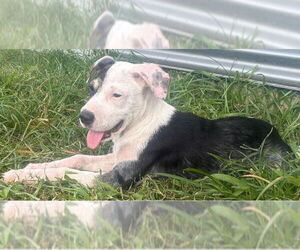 Mutt Dogs for adoption in Lakewood, CO, USA