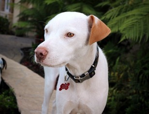 Medium Photo #1 Labrador Retriever-Unknown Mix Puppy For Sale in San Luis Rey, CA, USA