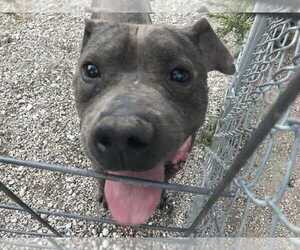 American Pit Bull Terrier Dogs for adoption in Foristell, MO, USA