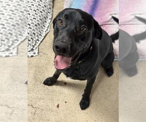 Mutt Dogs for adoption in Candler, NC, USA